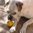 Rocco