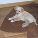 Kibo