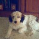 Blanqui