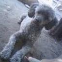 Clifford