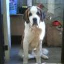 Sawyer