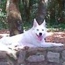 Blanca