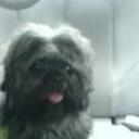 Peluche