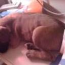 Tyson