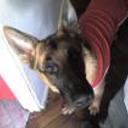 Loba