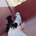Kiara, lafita y nana