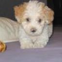 Estrella