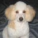 Estrella