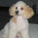 Estrella