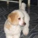 Estrella