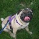 Otto