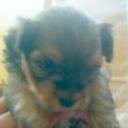 Toby