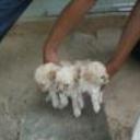 Keikor, daicor y potter