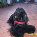 Sull