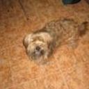 Willy