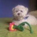 Bengie