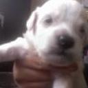 Bengie