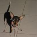 Chiwi