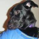 Sofi