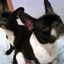 Boss y kira