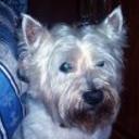 Tomy