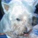 Tomy 