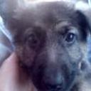 Rocco