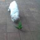 Turron