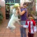 Turron