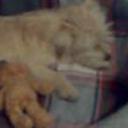 Pipo