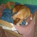 Pelusita