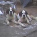 Tango y  beto