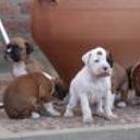 Hijos de ritón y dalila