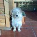 Pipo