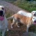 Boddy, sammy y nala