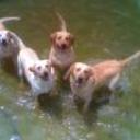 Sammy, nala, maya y boddy