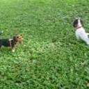 Kody