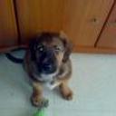 Bruno