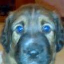 Bruno