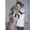 Aquiles