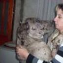 Aquiles