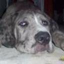 Aquiles