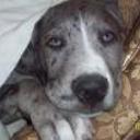 Aquiles