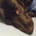 Sofi
