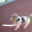 Pipi