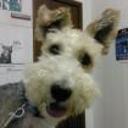 Tin tin