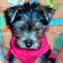 Magy