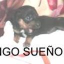 Gino