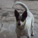 Blanquita