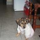 Pupina